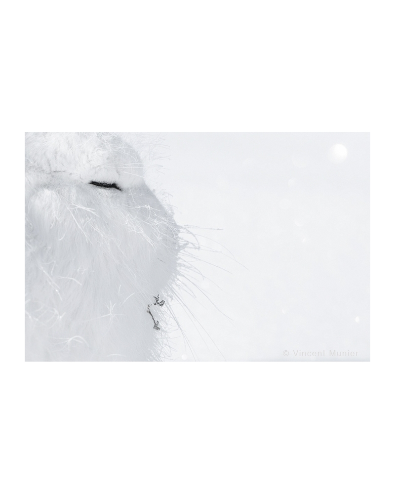 VMAR130 Arctic hare