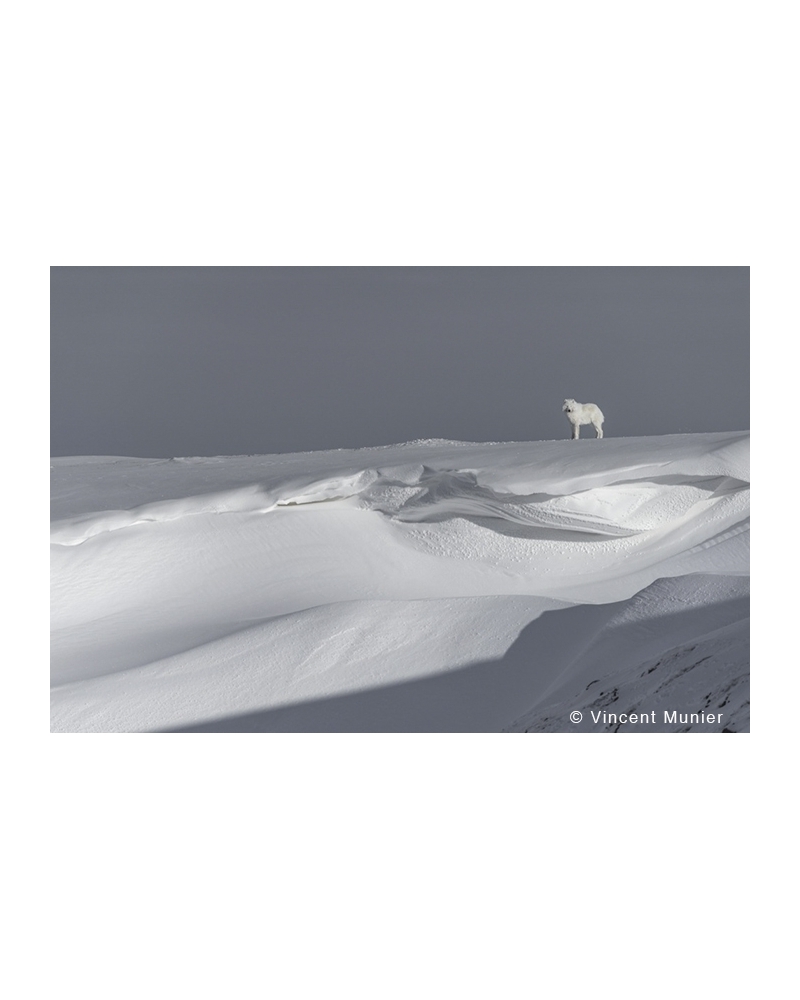 VMAR137 Loup arctique