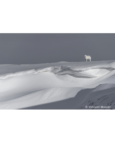 VMAR137 Loup arctique