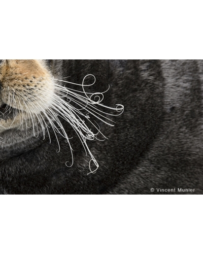 VMAR187 Bearded seal