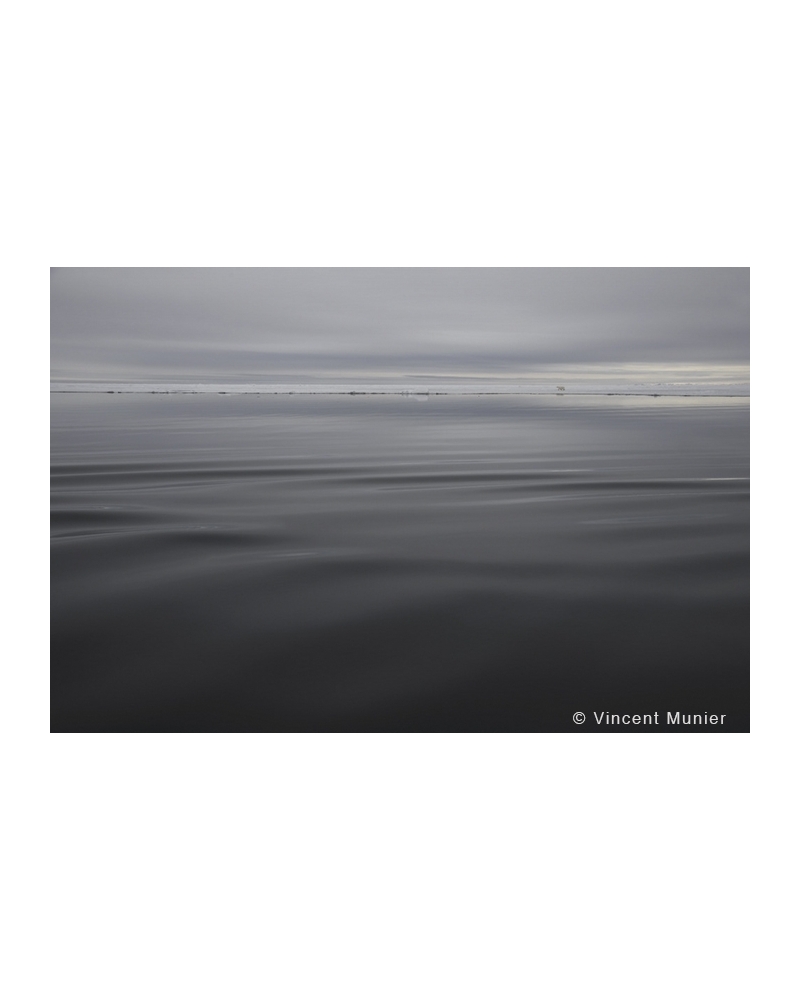 VMAR199 Ours polaire