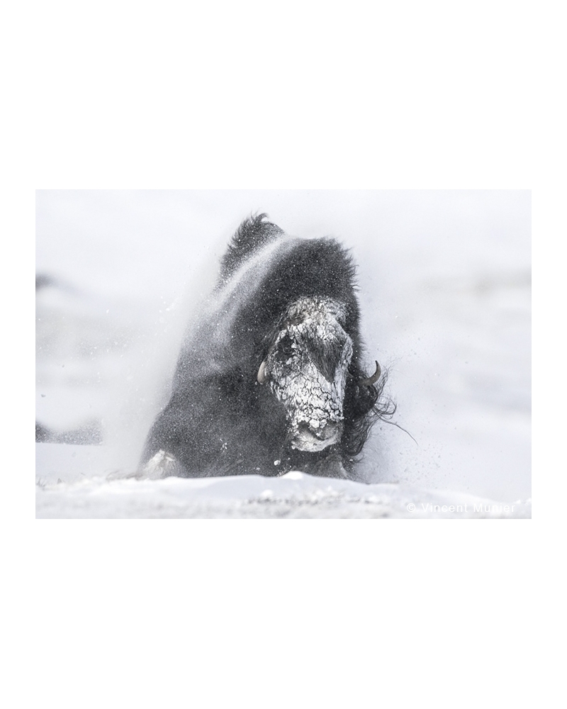 VMBN55 Musk ox