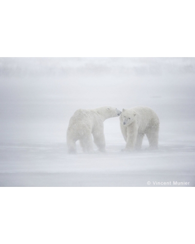 VMCA-BD205 Polar bears