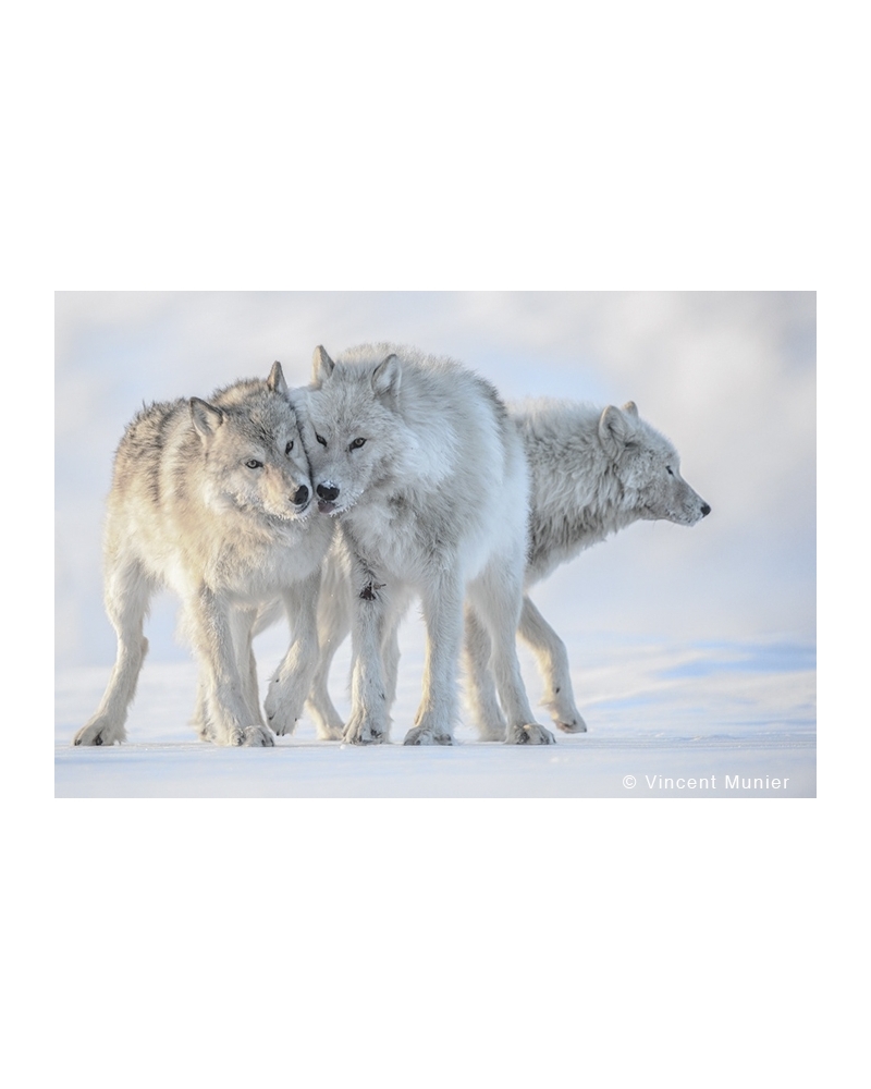 VMEL-BD128 White wolves