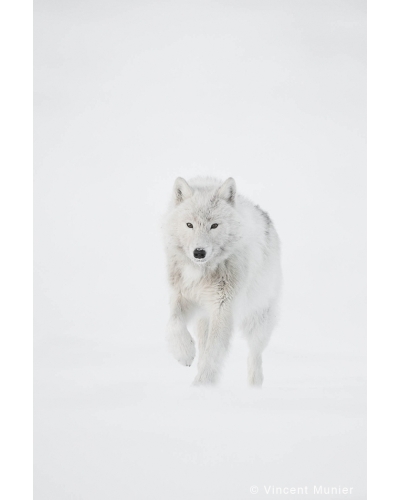 VMEL-BD200 White wolf