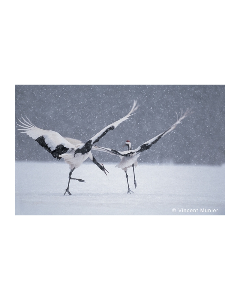 VMHO-BD153 Red crowned cranes courtship