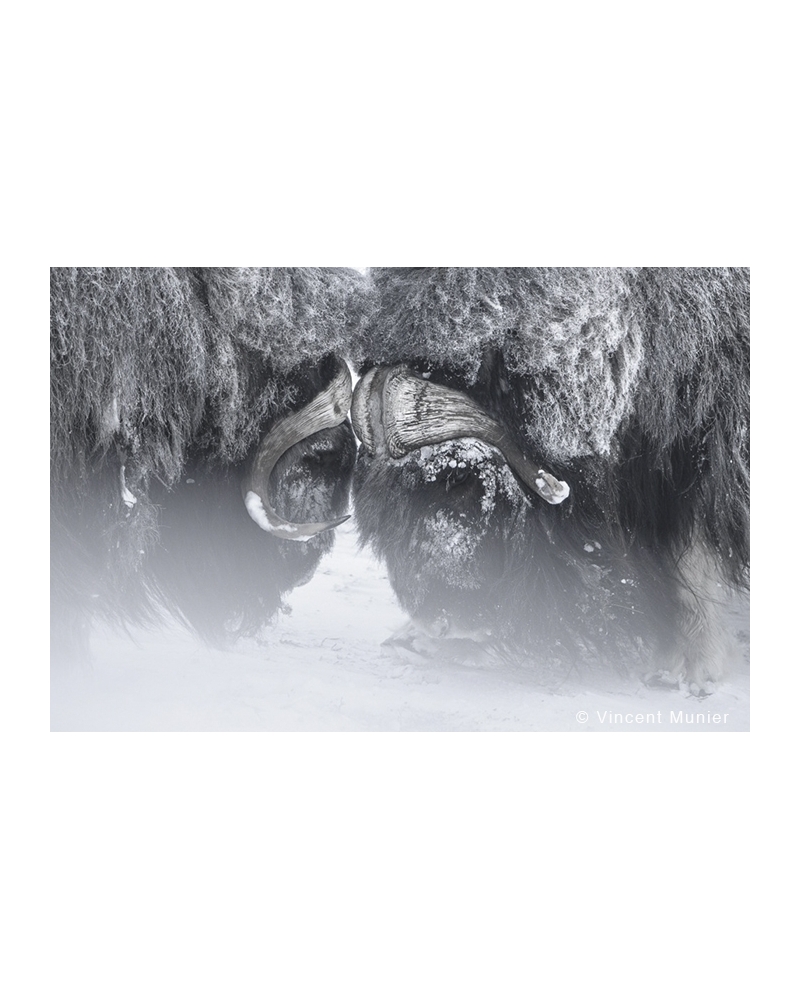 VMNO-BD36 Facing musk oxen