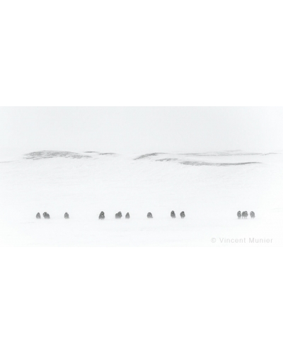 VMSOH46 Muskoxen, Banks Island, Canada