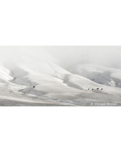 VMSOH50 Yaks sauvages, Qinghai, Tibet