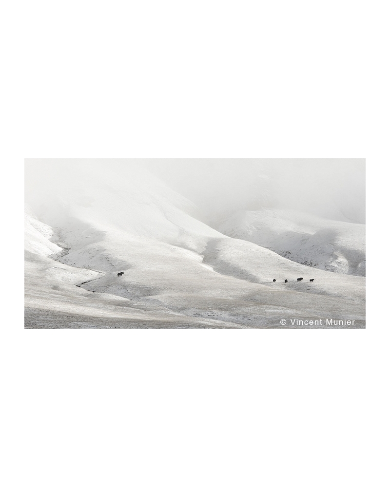 VMSOH50 Wild yaks, Qinghai, Tibet