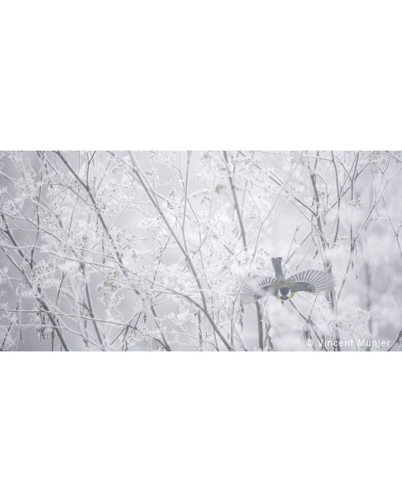 VMSOH58 Great tit, France