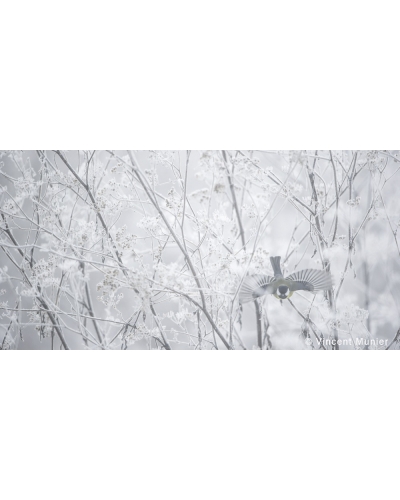 VMSOH58 Great tit, France