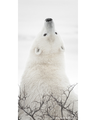 VMSOV19 Polar bear, Churchill, Canada