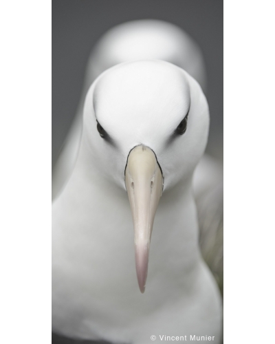 VMSOV30 Black-browed albatross, South Georgia
