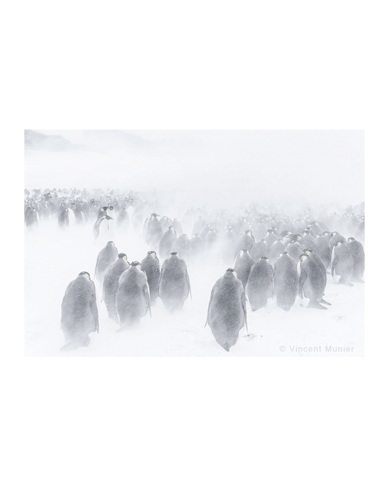 VMTA-BD127 Emperor penguins