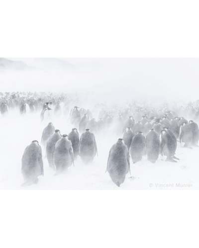 VMTA-BD127 Emperor penguins
