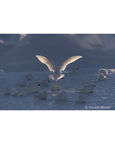 VMTA-BD162 Snow petrels