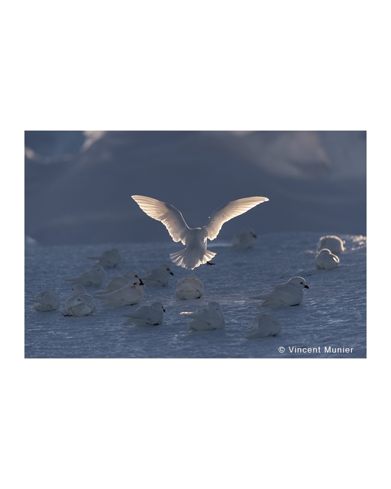 VMTA-BD162 Pétrels des neiges