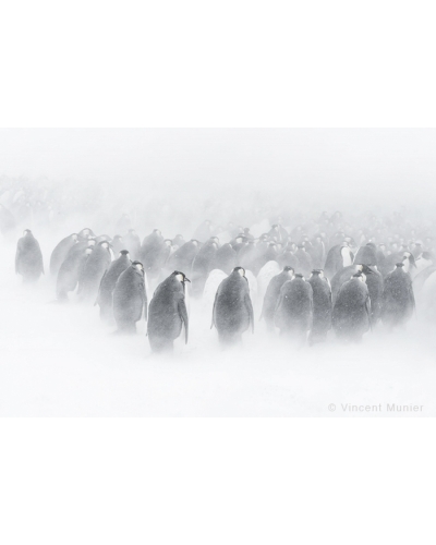VMTA5 Facing snowstorm, emperor penguins