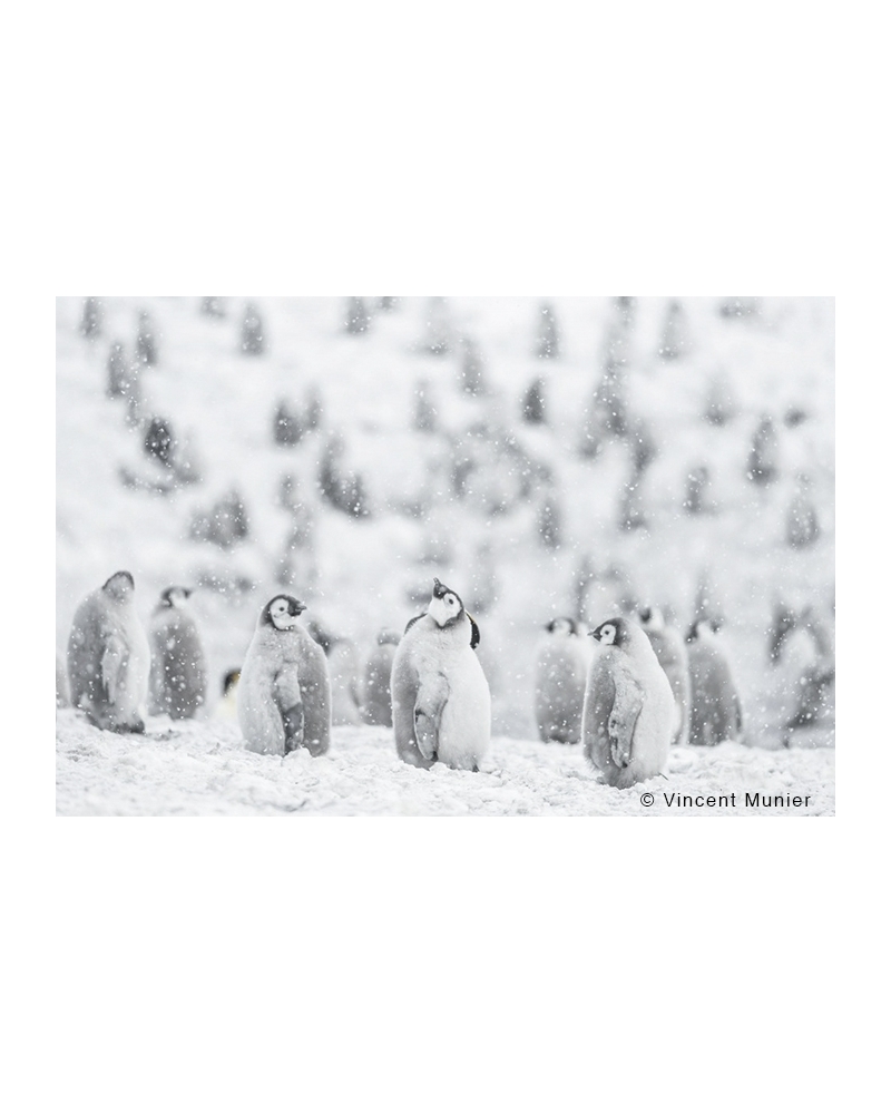 VMTA15 Spring snow, young emperor penguins