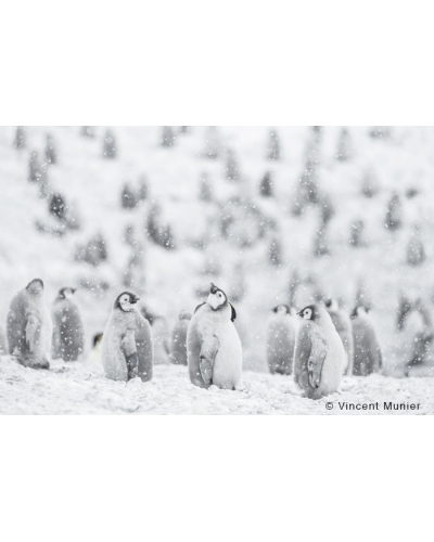 VMTA15 Spring snow, young emperor penguins