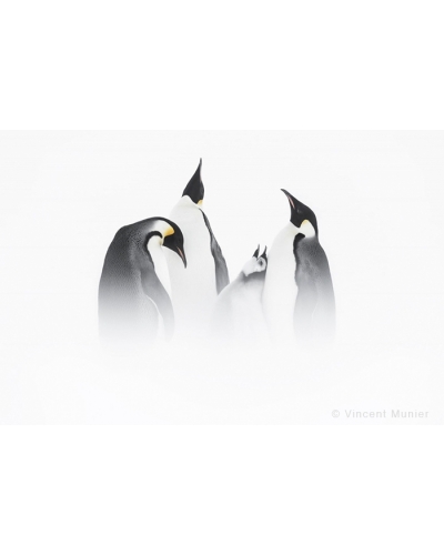 VMTA17 The Family, emperor penguins