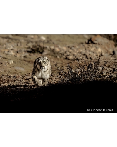 VMTI96 Snow leopard