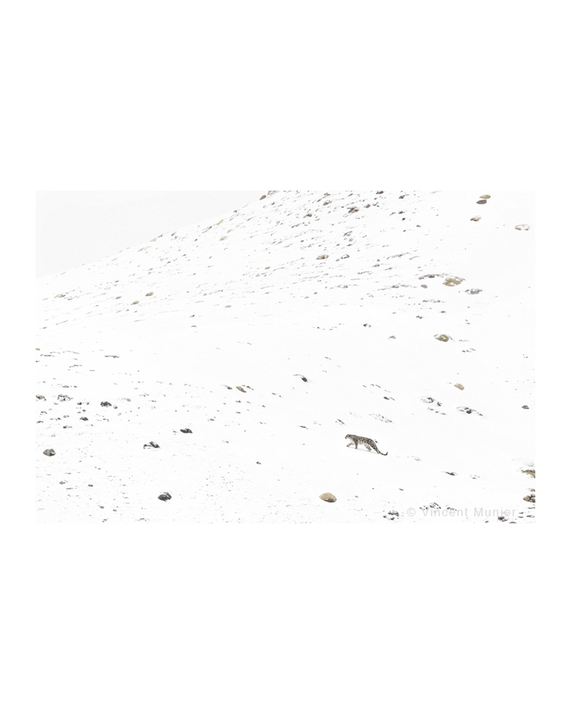 VMTI137 Col de fourrure. Panthère des neiges