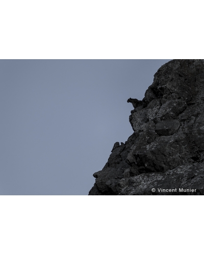 VMTI17 La gargouille. Panthère des neiges