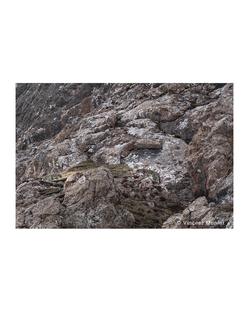 VMTI115 Entre-deux. Panthères des neiges