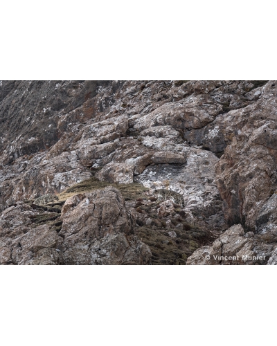 VMTI115 Entre-deux. Panthères des neiges