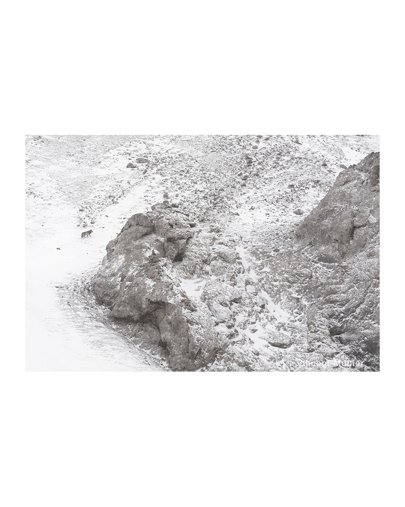VMTI153 Détour. Loup gris