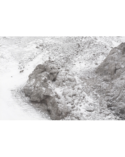 VMTI153 Détour. Loup gris