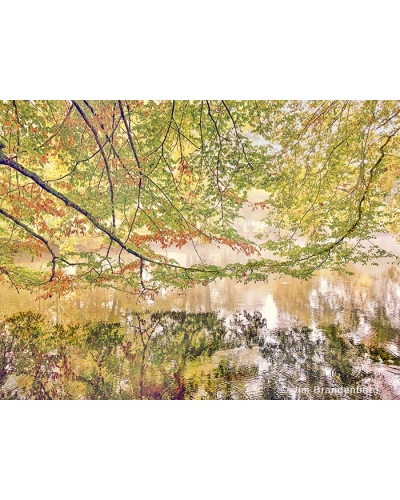 JBF Maine River Trees, Montaigu