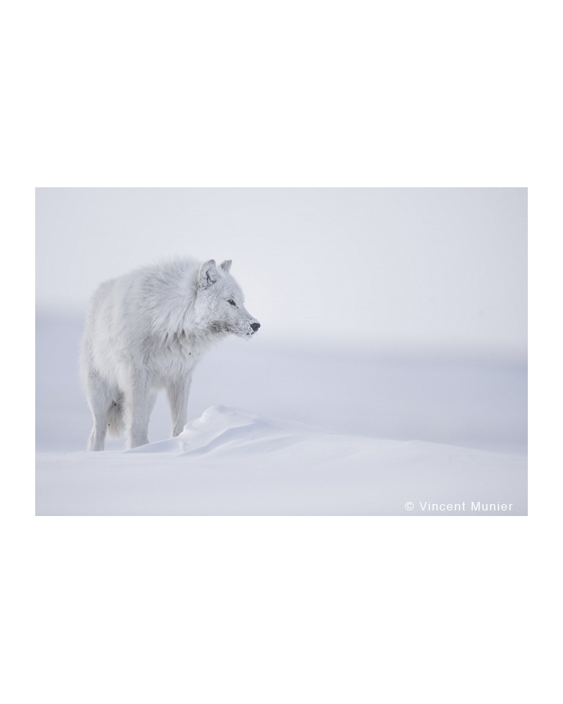 VMAR113 Loup Arctique