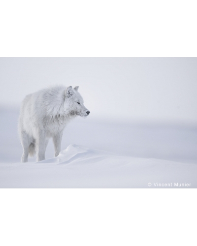VMAR113 Loup Arctique