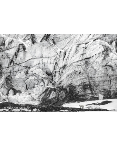 VMAR173 Ours Polaire