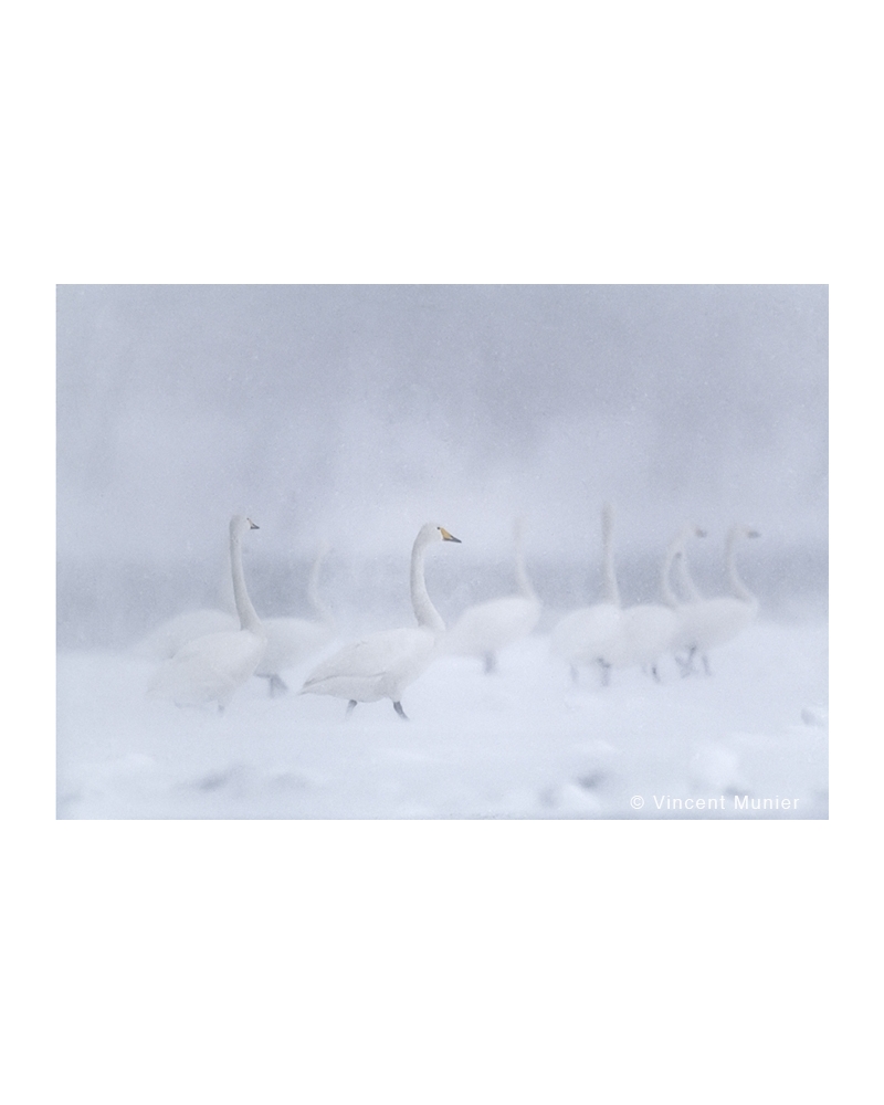 VMBN43 Whooper swans