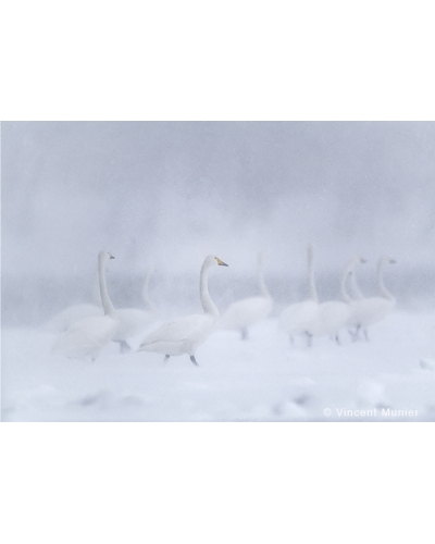 VMBN43 Whooper swans