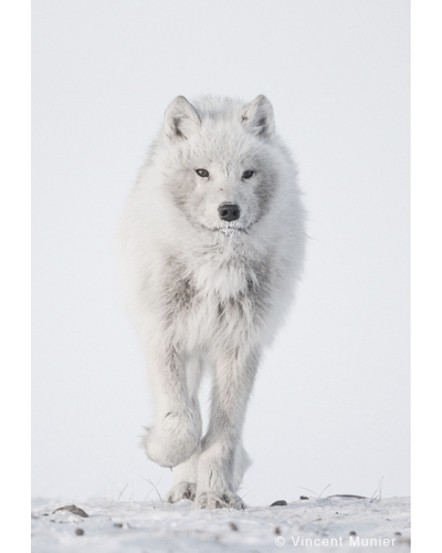 VMEL-BD235 White Wolf