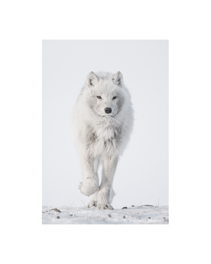 VMEL-BD235 White Wolf