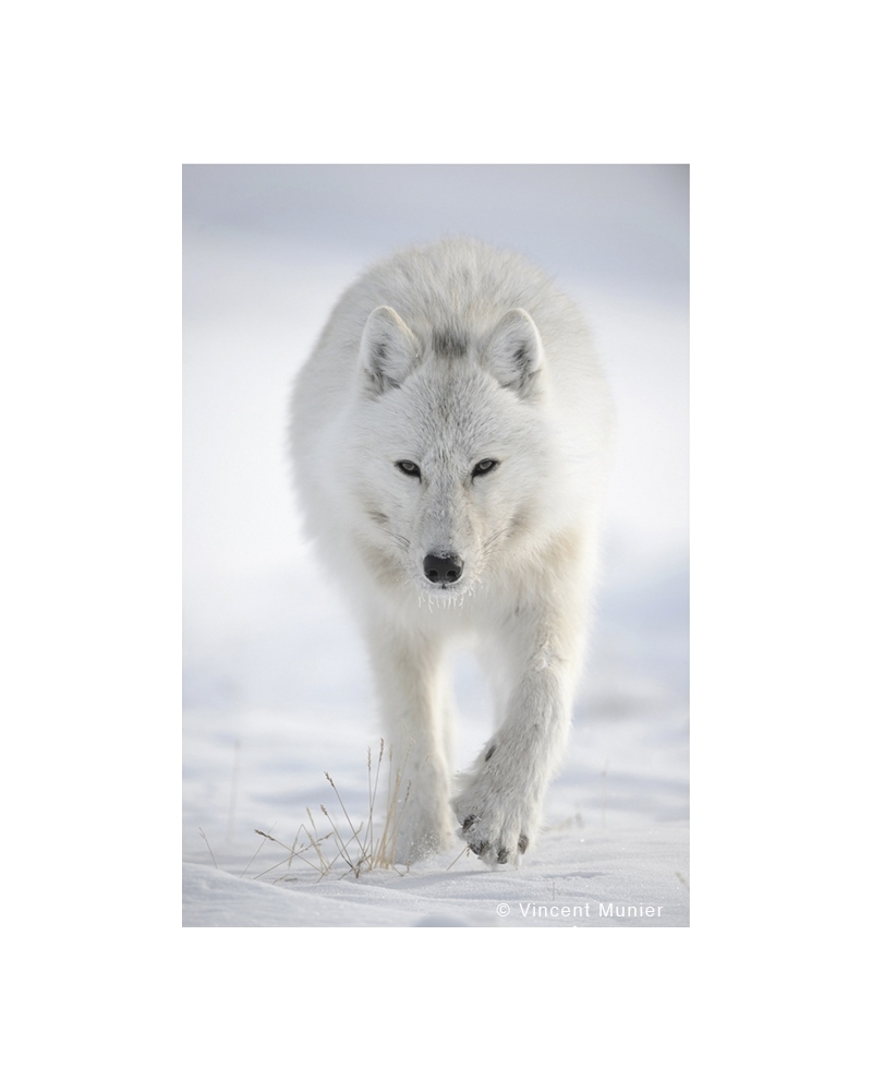 VMEL-BD271 White Wolf