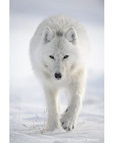 VMEL-BD271 Loup Arctique