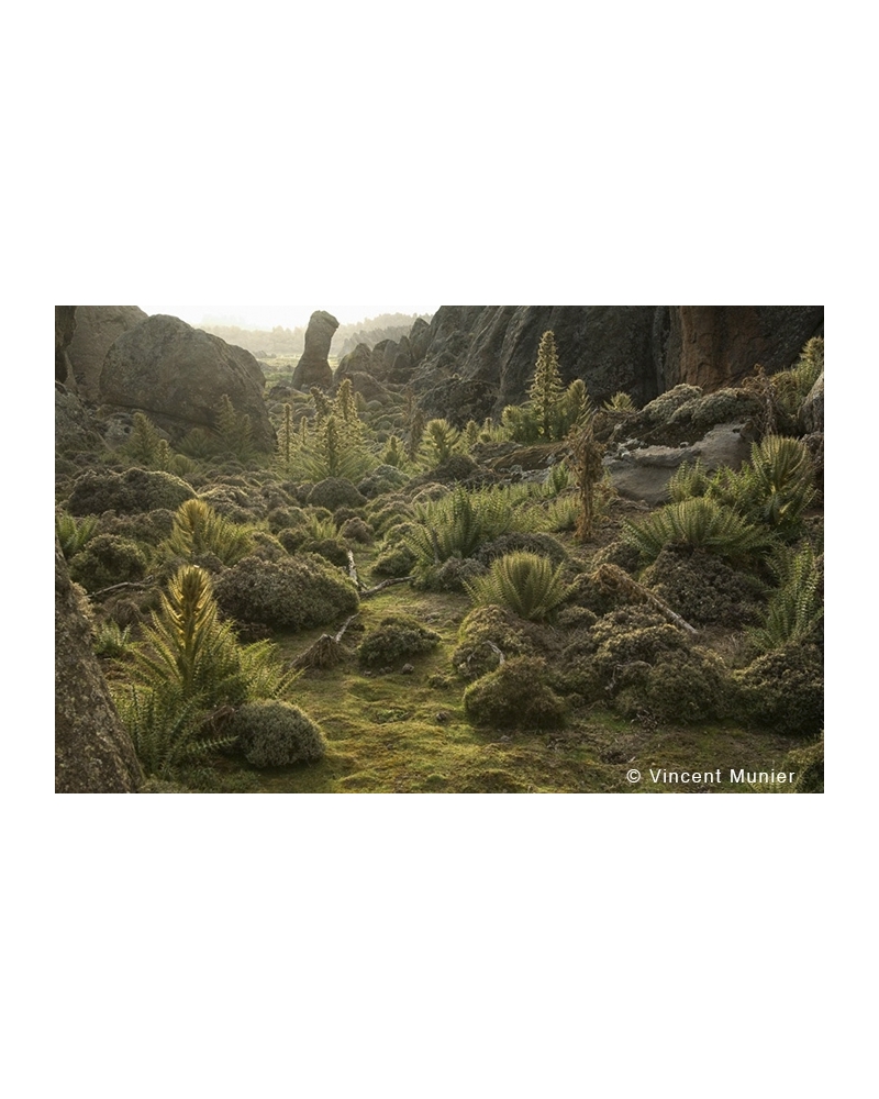 VMET-BD241 Ethiopian Landscape