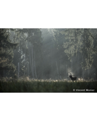 VMFR-BD279 Deer