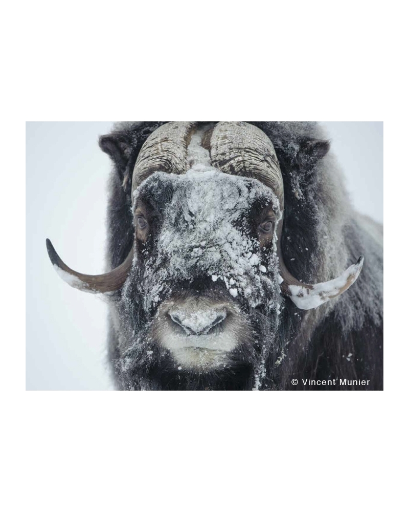 VMNO-BD199 Musk Ox
