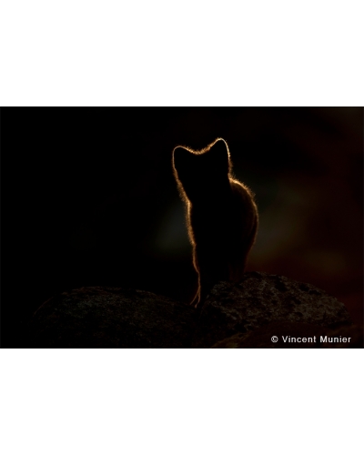 VMNO-BD236 Arctic Fox Silhouette