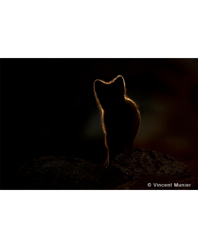 VMNO-BD236 Silhouette Renard Polaire