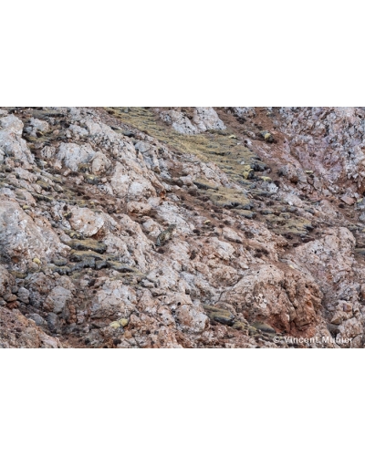 VMTI113 Lichen Palette. Snow Leopard