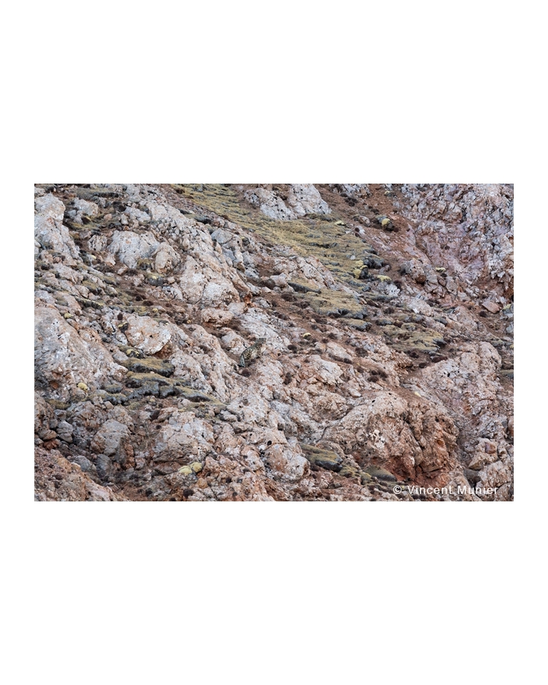 VMTI113 La Palette des Lichens. Panthère des Neiges